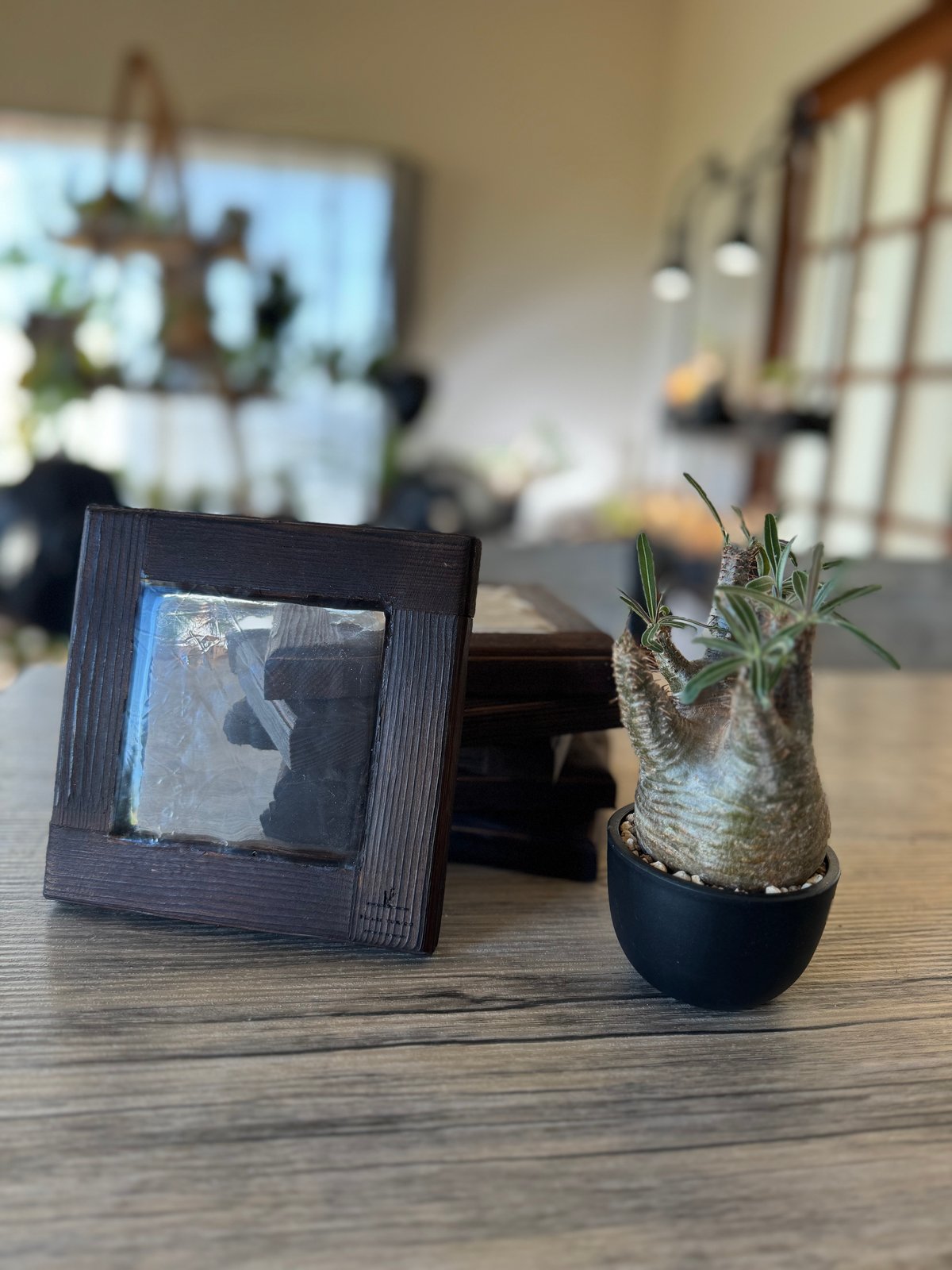正方形クリアステージ（植物台） | plants TORICO