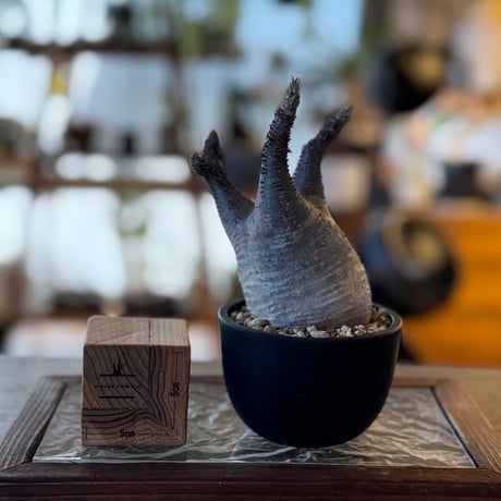 パキポディウムグラキリス | STORES