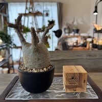 発根済 パキポディウムグラキリス | plants TORICO