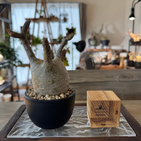 発根済グラキリス | STORES