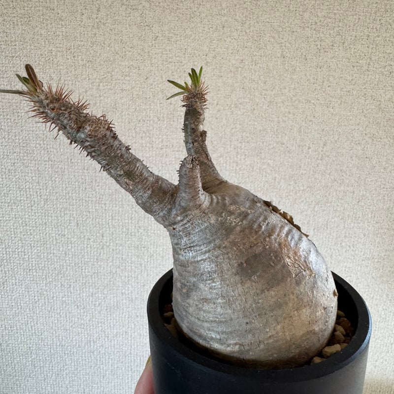 発根済 パキポディウムグラキリス | plants TORICO