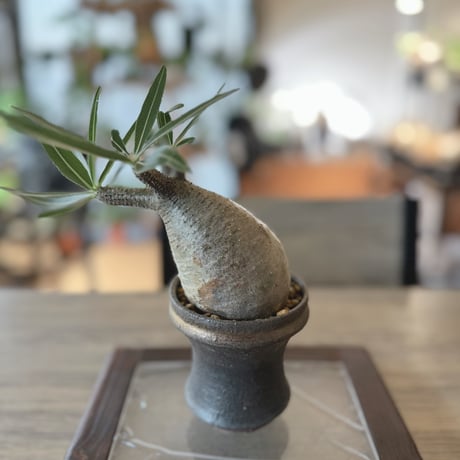 発根済グラキリス | STORES