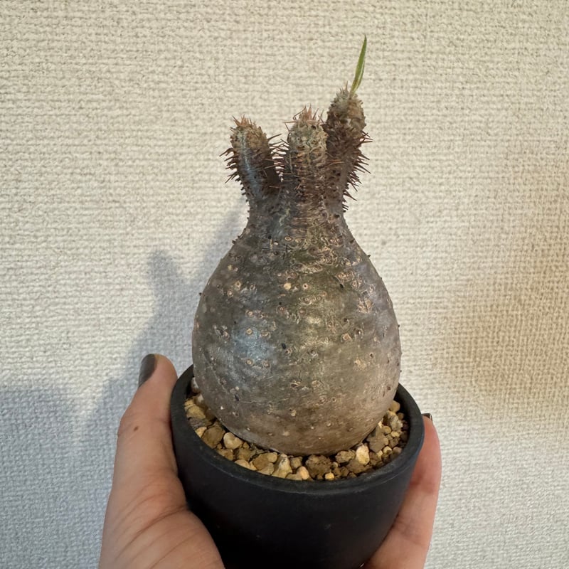 発根済 パキポディウムグラキリスS | plants TORICO 発根済 パキポディウムグラキリスS | plants TORICO