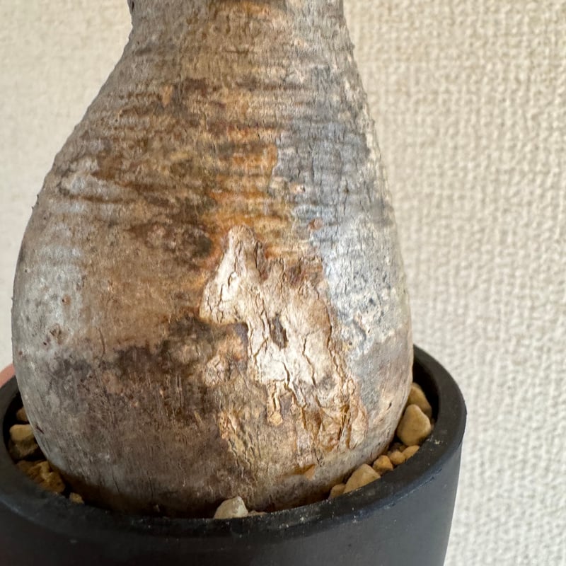 発根済 パキポディウムグラキリス | plants TORICO