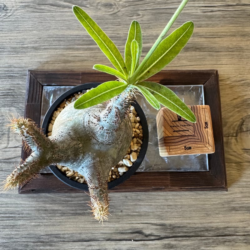 発根済 パキポディウムグラキリス | plants TORICO