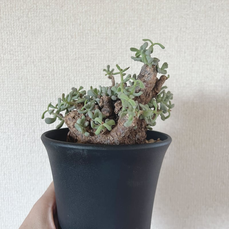 冬型植物 ケラリア ピグマエア | plants TORICO 冬型植物 ケラリア ピグマエア | plants TORICO