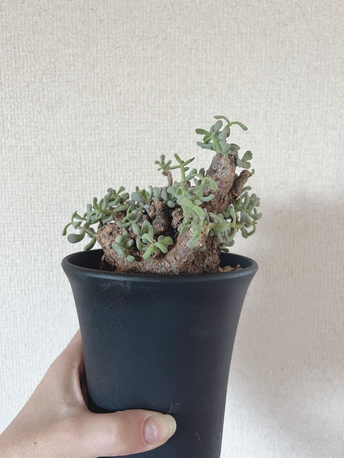 発根済み 良型 ケラリア ピグマエア （検索 冬型塊根 冬型植物 塊根植物 冬型塊根植物（#ケラリアピグマエア #万物想 ）発根管理始める