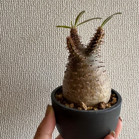 美形　赤肌グラキリス　手乗りタイプ　発根済み 美形 赤肌グラキリス 手乗りタイプ 発根済み