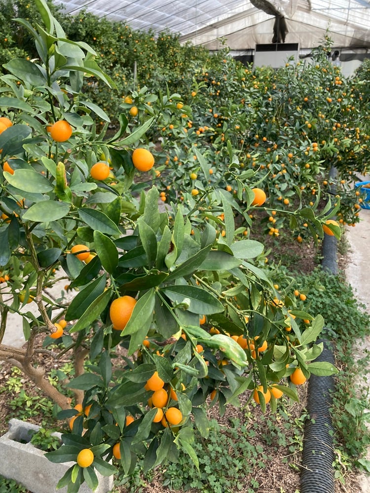 金柑 寧波金柑の苗木 きんかん ガーデニングショップ四季の里 観葉植物 甘み
