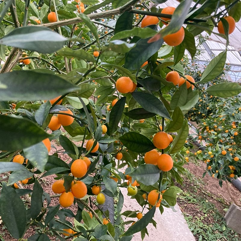 完熟きんかん（寧波金柑）500g | BriGarden