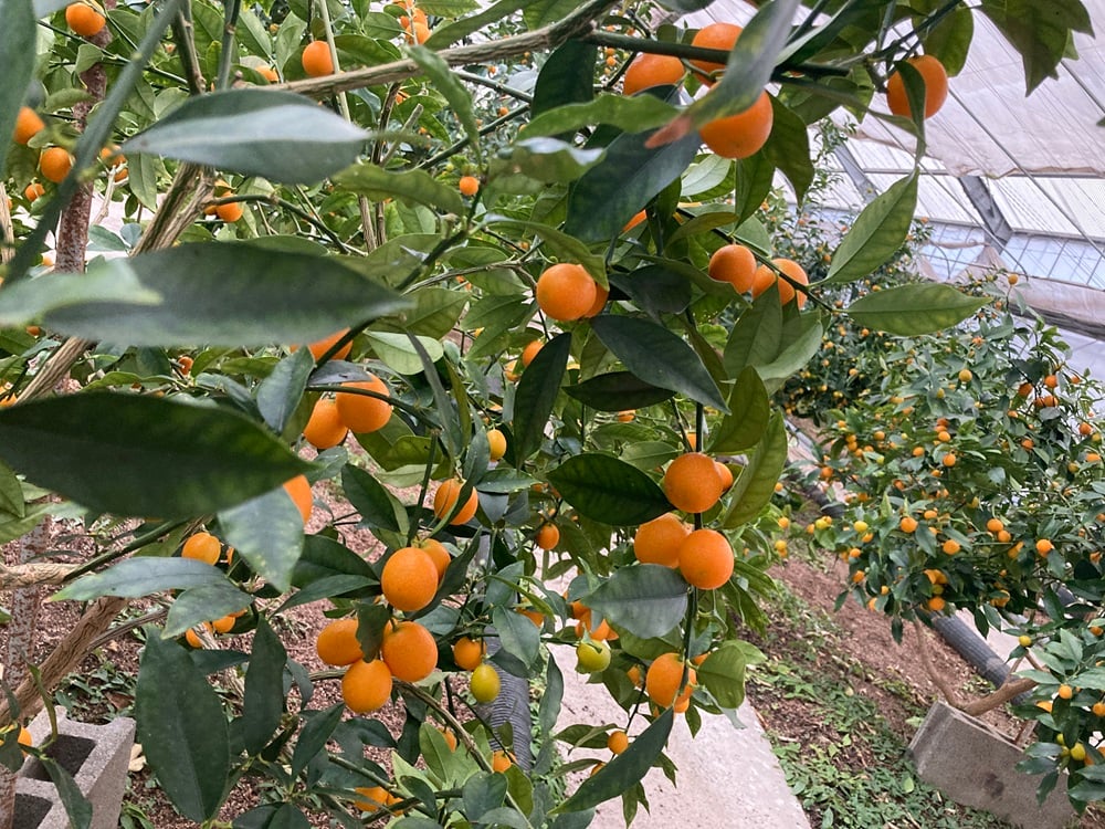 完熟きんかん（寧波金柑）500g | BriGarden