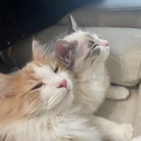 猫ノ商店