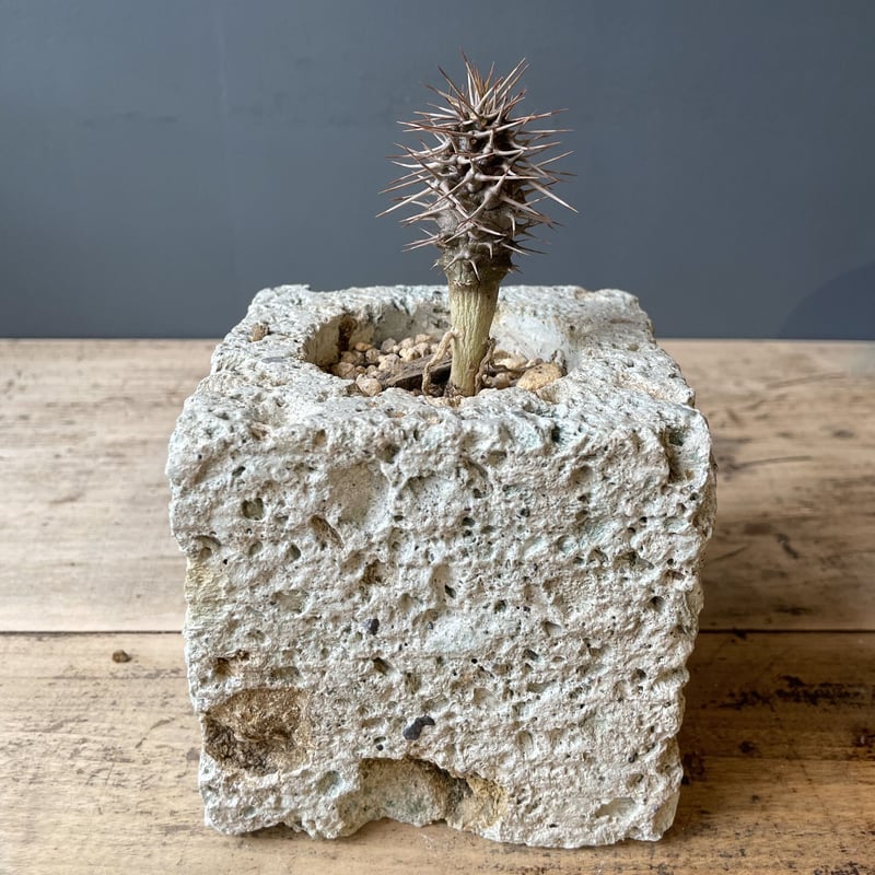 大谷石プランター（S） | OGISHIMA COFFEE Antiques