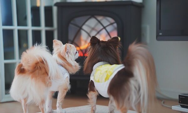 有松・鳴海絞 犬の服 new moon