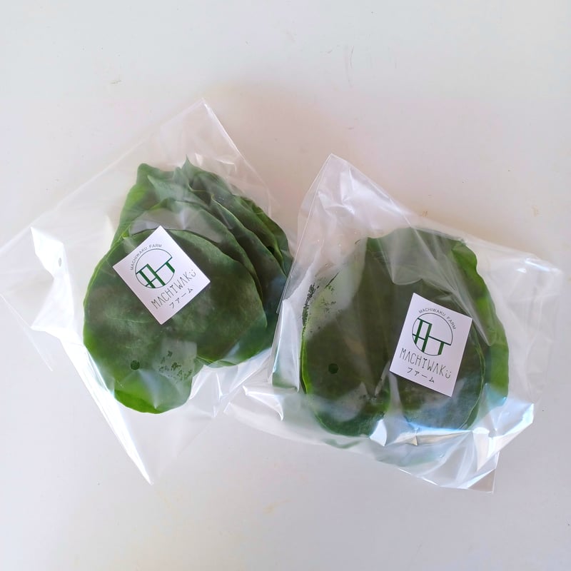 ①「 おかわかめ 」の 苗 3株【 野菜 苗 】 オカワカメ 雲南百薬