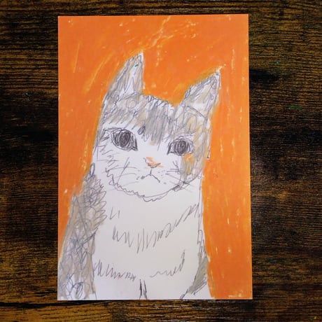 ポストカード　猫