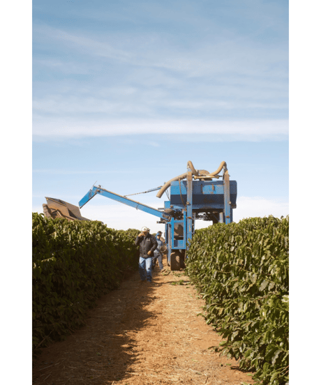 BRAZIL｜Inacio Urban｜Dark Roast｜500g