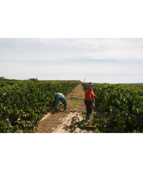 BRAZIL｜Inacio Urban｜Dark Roast｜500g