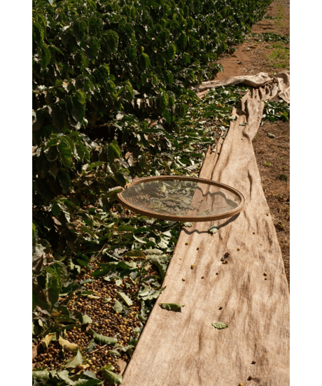 BRAZIL｜Inacio Urban｜Dark Roast｜500g