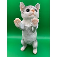 窓の外を眺めるグレートラの子猫