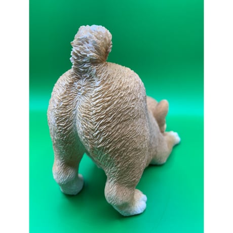 柴子犬　遊ぼ～！