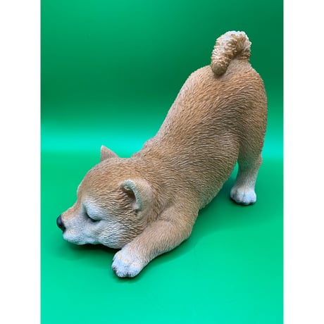 柴子犬　遊ぼ～！