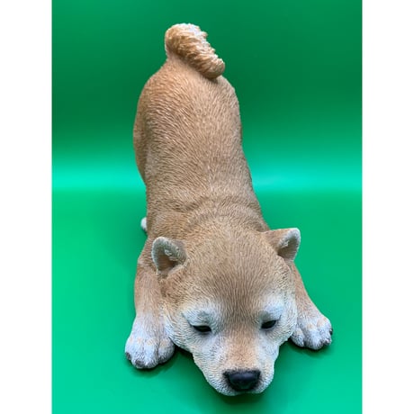 柴子犬　遊ぼ～！
