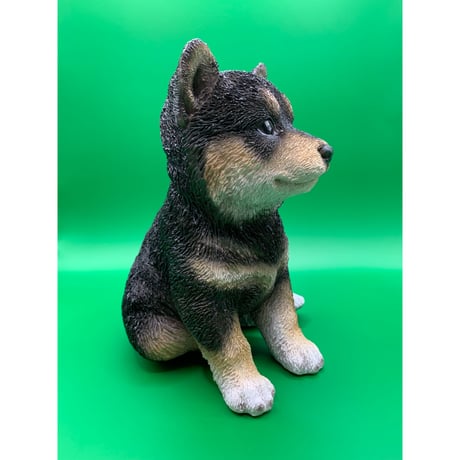 黒柴　子犬
