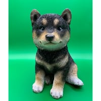黒柴　子犬