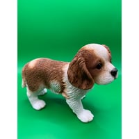 キャバリア　子犬