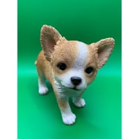 チワワ　子犬