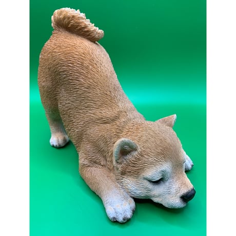 柴子犬　遊ぼ～！