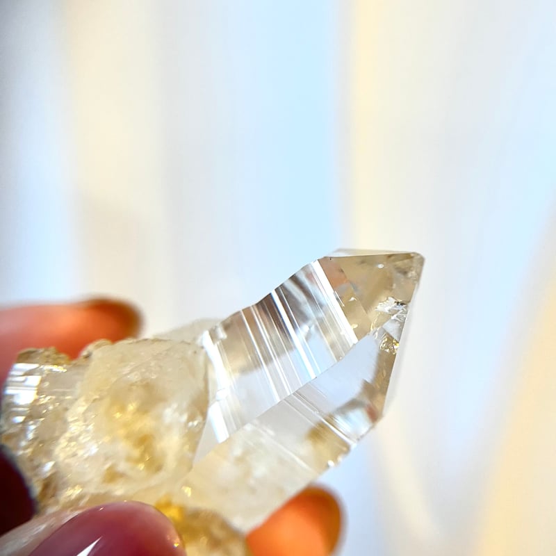 パキスタン ゴールデンヒーラー01