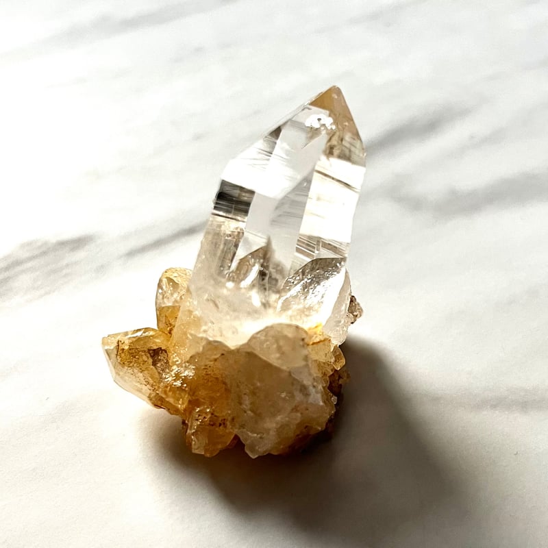 ⭐︎スカルドゥ シガール産 ゴールデンヒーラー⭐︎