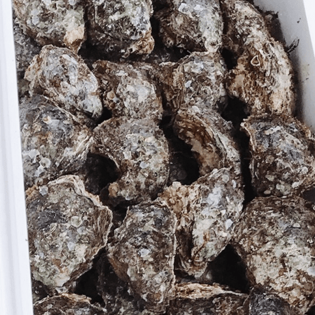 天然岩牡蠣 5kgセット(大・中・小サイズ)