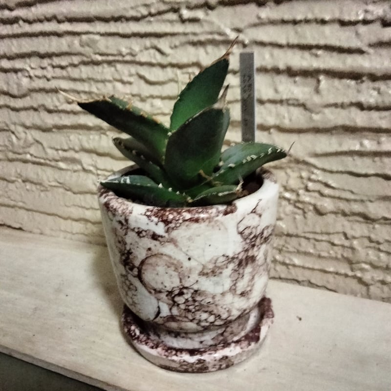 アガベ ホワイトシャーク カッコいい鉢でそのまま飾れます。鉢込み高さ