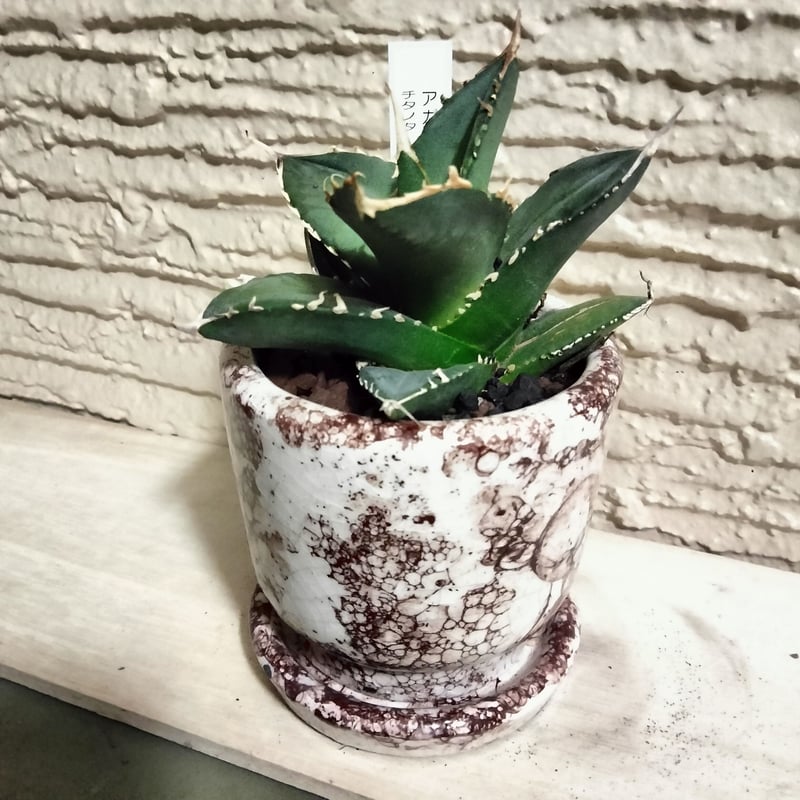 アガベ ホワイトシャーク カッコいい鉢でそのまま飾れます。鉢込み高さ