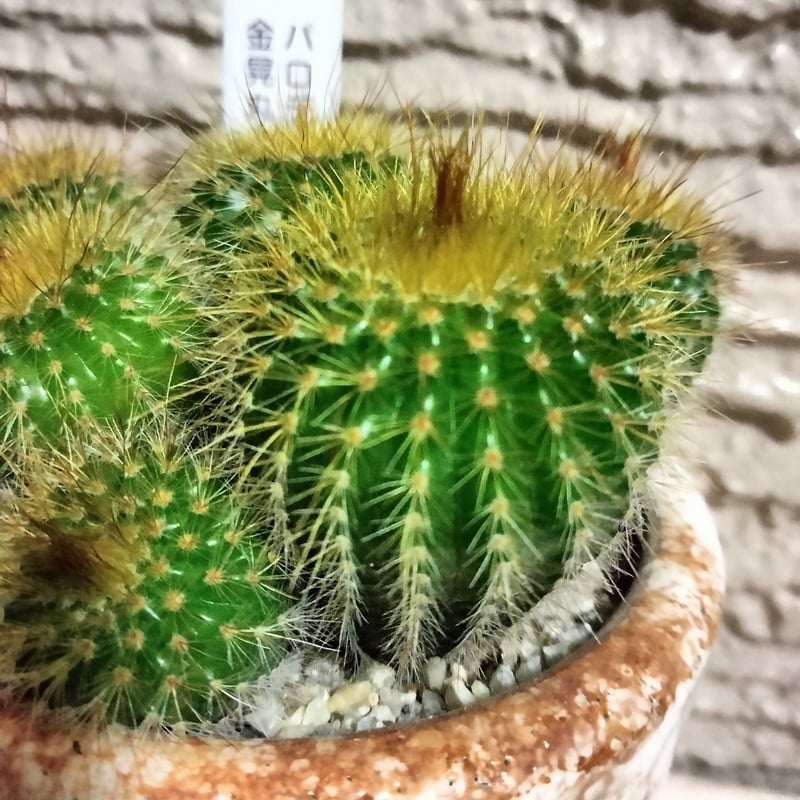 金晃丸 鉢付き 40cm 大株 サボテン 金晃丸 群生 陶器鉢植え マットブラック塗装鉢(1鉢)受け皿