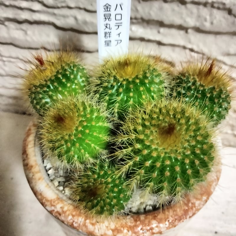 パロディア金晃丸群星 おしゃれな鉢でそのまま飾れます。 サボテン