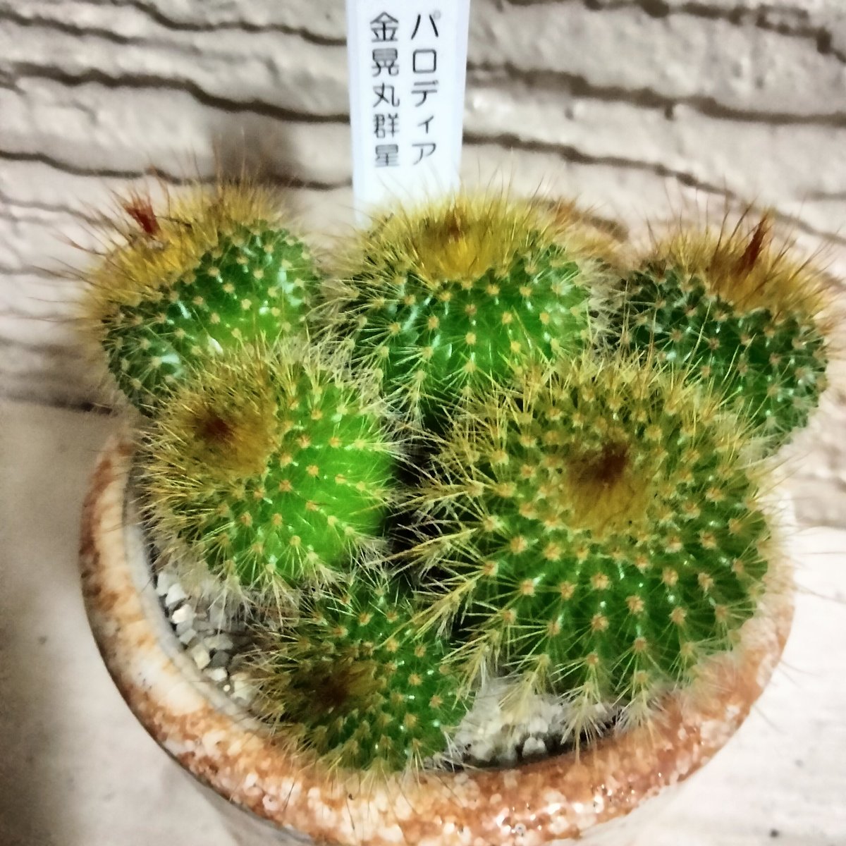 パロディア金晃丸群星 おしゃれな鉢でそのまま飾れます。 サボテン