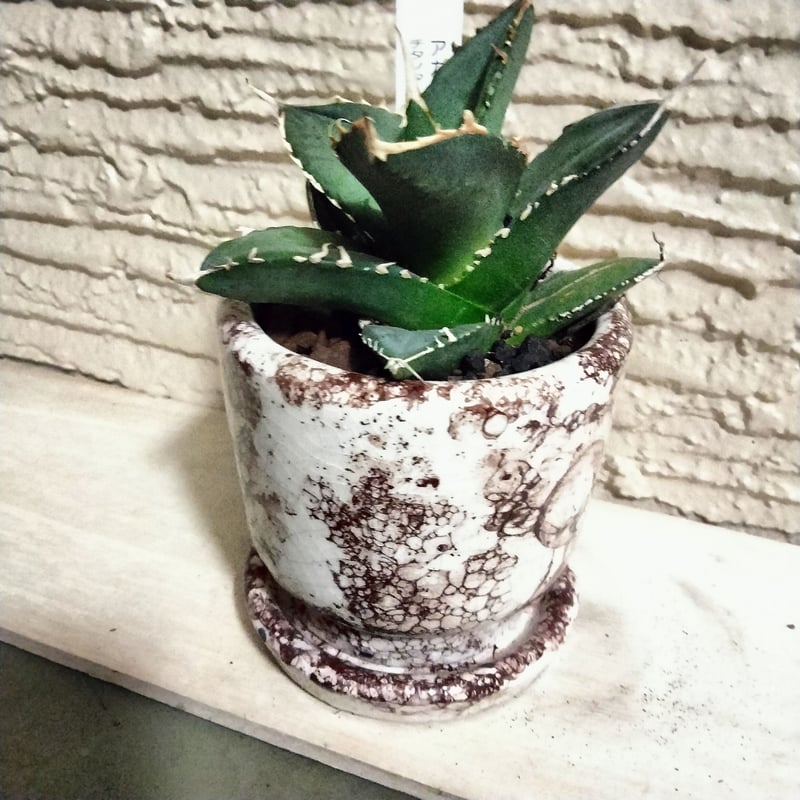 アガベ ホワイトシャーク カッコいい鉢でそのまま飾れます。鉢込み高さ