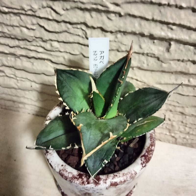 アガベ ホワイトシャーク カッコいい鉢でそのまま飾れます。鉢込み高さ