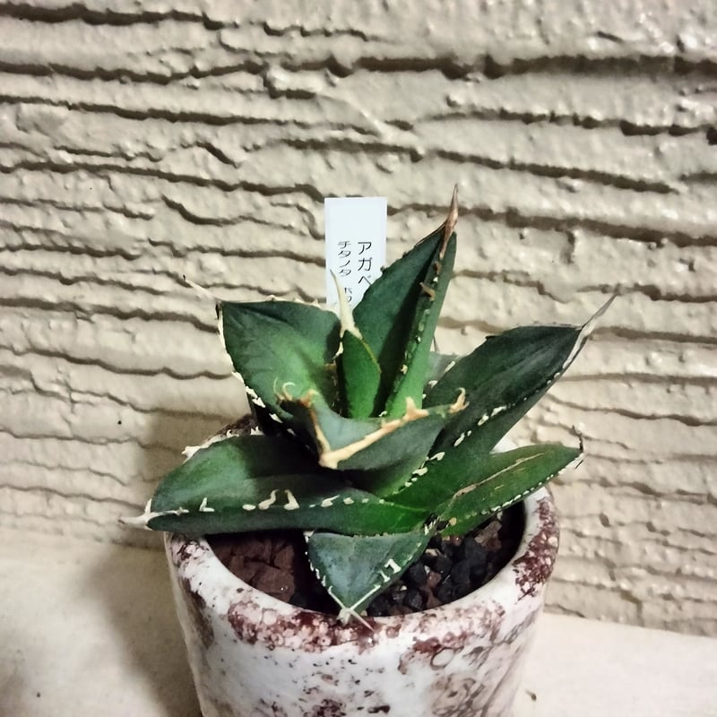 アガベ 尖った葉 緑 白い鉢 アガベ 尖った葉 緑 白い鉢