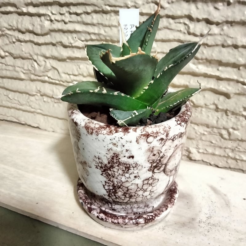 アガベ ホワイトシャーク カッコいい鉢でそのまま飾れます。鉢込み高さ