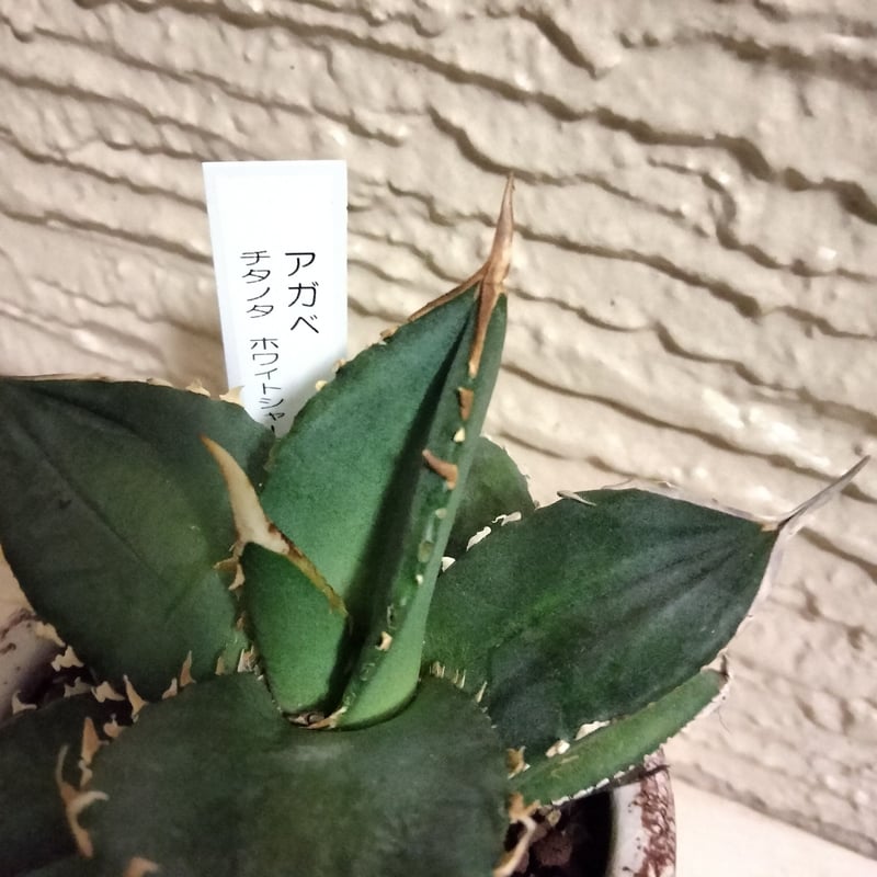 アガベ 尖った葉 緑 白い鉢 アガベに白い鉢を合わせるのがマイブーム🫶 Agave titanota from