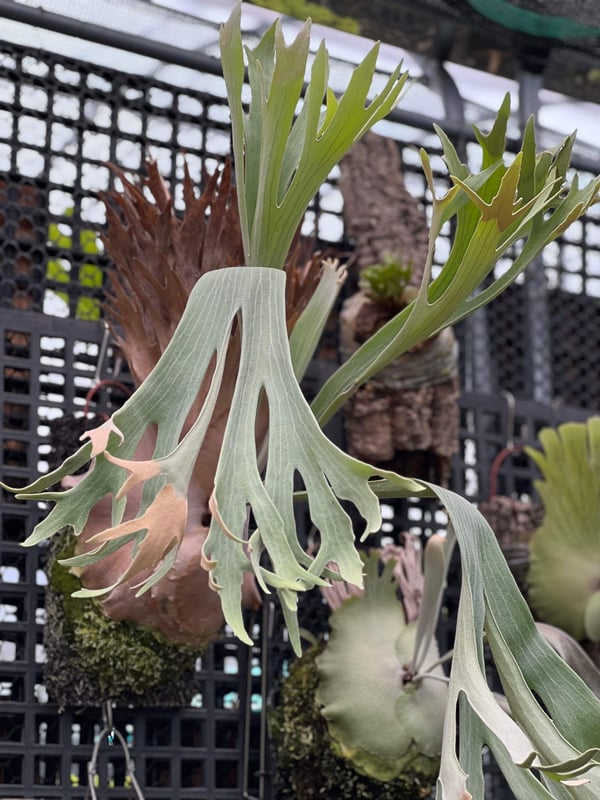 TMK】Willinckii cv.Predator ビカクシダ pup 【公式通販】