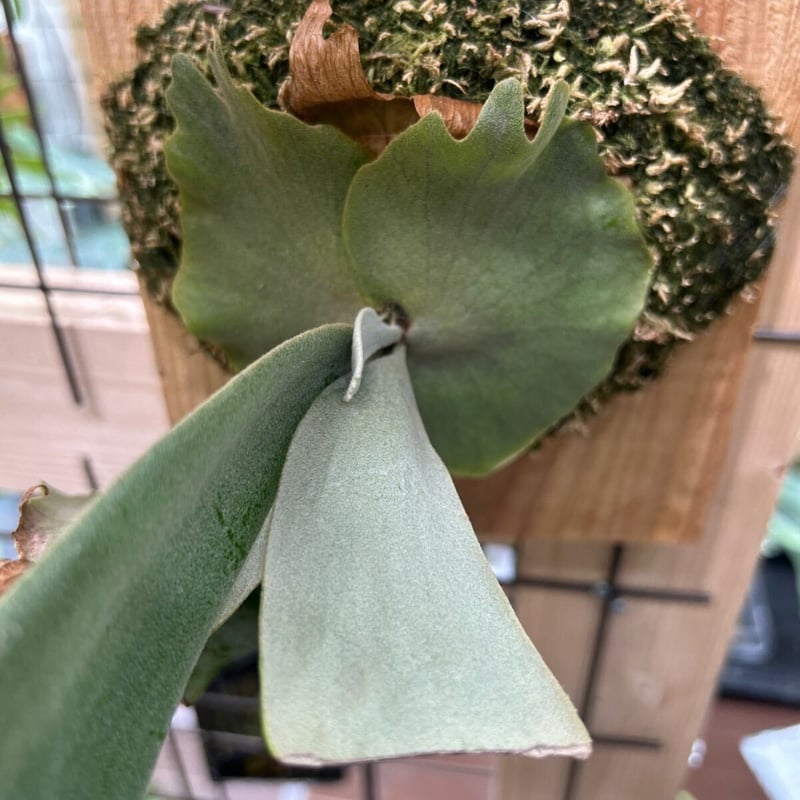 P.Willinckii Bogor Suddan | TMK plants P.Willinckii Bogor Suddan | TMK plants