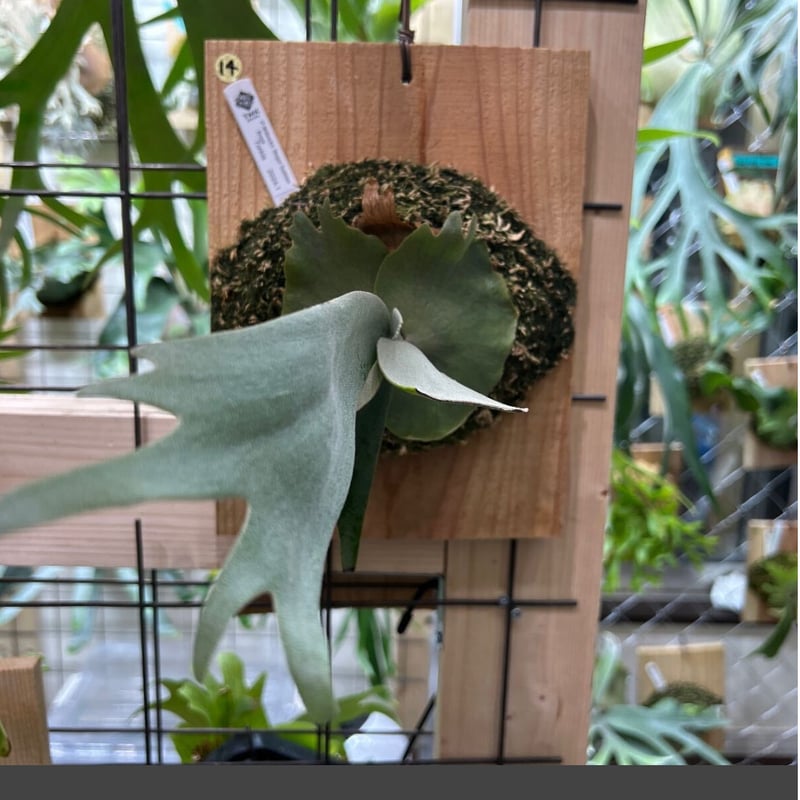 P.Willinckii Bogor Suddan | TMK plants P.Willinckii Bogor Suddan | TMK plants