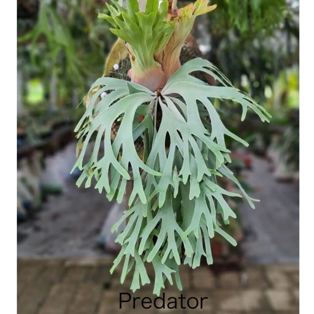 willinckii cv. Predator pup ビカクシダ willinckii cv predator pup ビカクシダ ① 【2024.4/11〜】板付