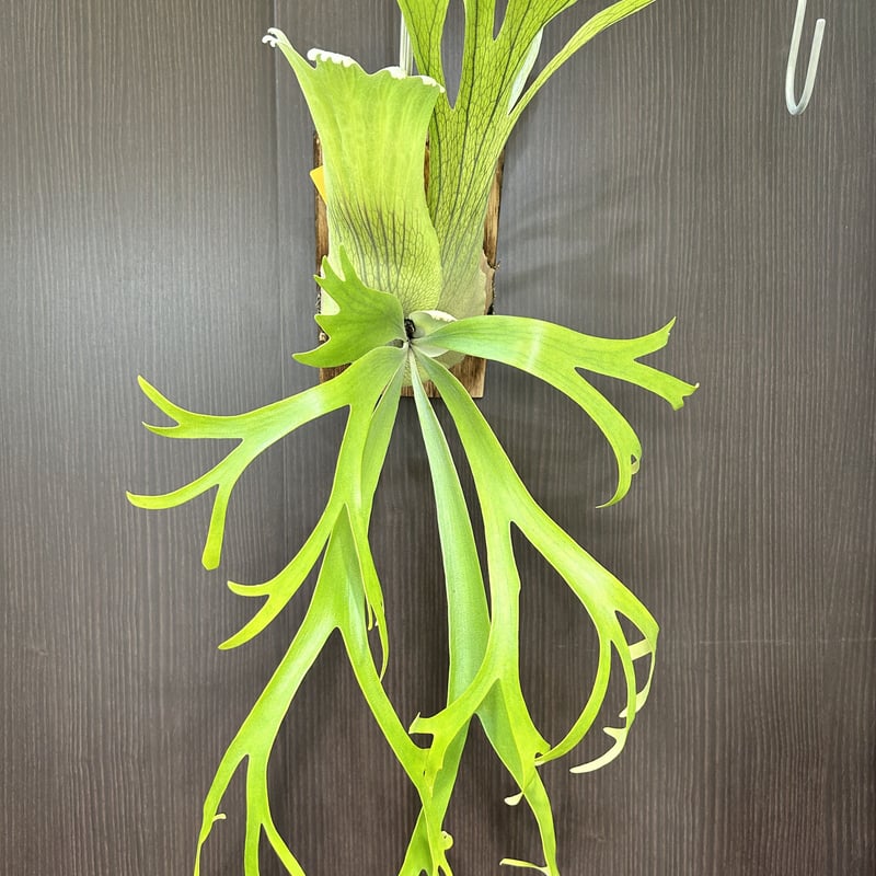 P.willinckii cv.snow dust 胞子 もろい ビカクシダ P.willinckii cv.snow dust 胞子 もろい ビカクシダ